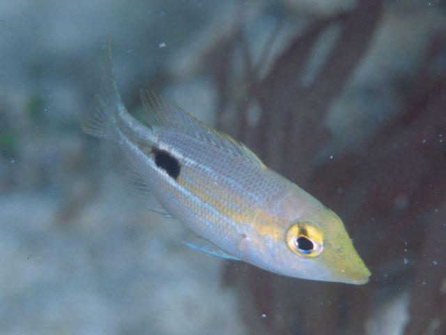 Lethrinus semicinctus